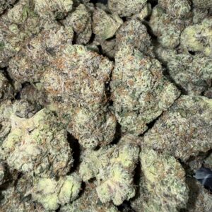 "Versace" (Indoor)  (Hybrid) -Above Top Shelf- By: (Green Ridge)