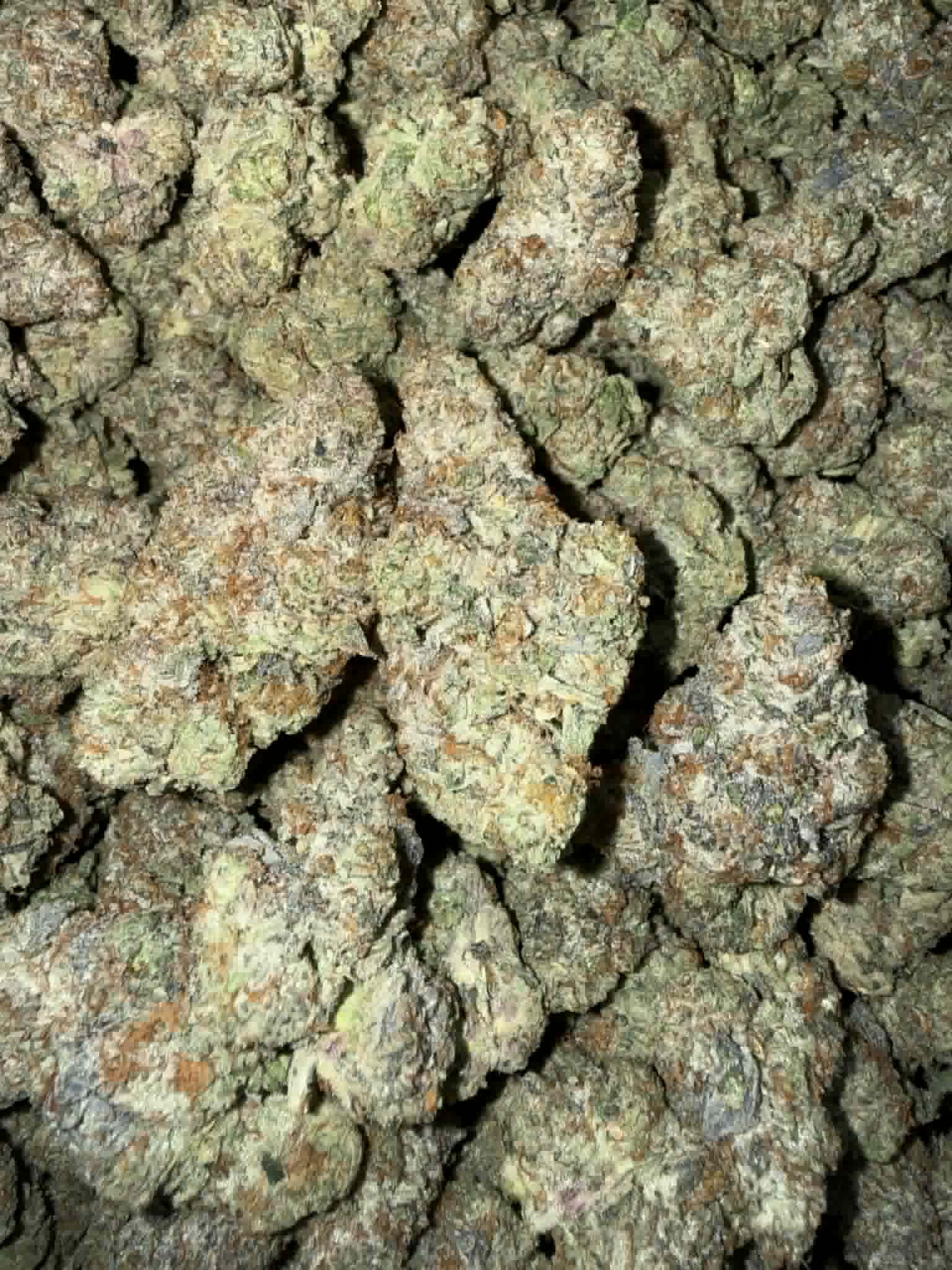 "Lobster Butter" (Indoor) (Indica/Hybrid)